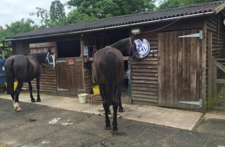 Commercial wooden building, a shed with two horses standing outside.