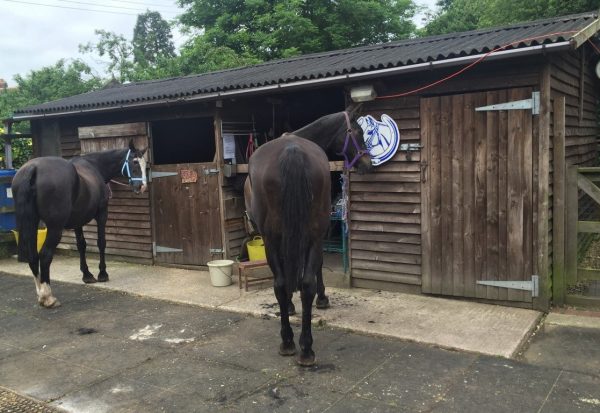 Commercial wooden building, a shed with two horses standing outside.