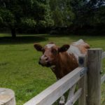 Commercial fencing surrounding a cow in a farm.