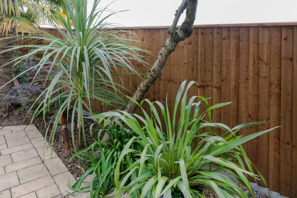 A garden with a wooden fence, the fence has feather edge boards with green plants in front.